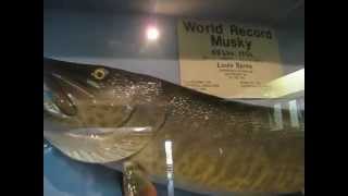 World Record Muskie [upl. by Ynoyrb]