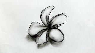 How to Draw Plumeria Flower  Very Easy Drawing Tutorial For Beginners  Pencil Sketch [upl. by Jerrol]