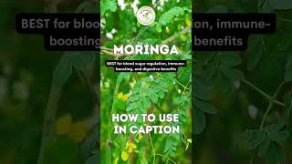 How to Use Moringa Leaves Pods Seeds amp Powder [upl. by Ileak]