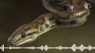 Snake Sound Effect  Animal Sounds [upl. by Dagney378]