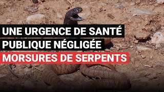 Morsures de serpents  une urgence de santé publique négligée [upl. by Clintock]