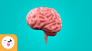 The Brain for Kids  What is the brain and how does it work [upl. by Anaela246]