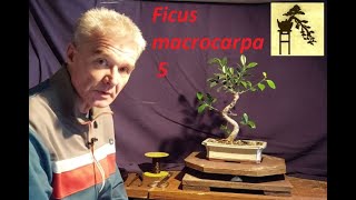 Ficus macrocarpa bonsai 5 [upl. by Ahseka]