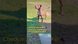 apbt pitbull realapbt apbtlove trending trendingshorts viralvideo viralvideos reels [upl. by Garibold]