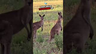 Friendly Kangaroos kangarooaustralia video wildlife [upl. by Ahseenat]