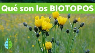 Vídeos de ECOLOGÍA ¿Qué son los BIOTOPOS [upl. by Alcine206]