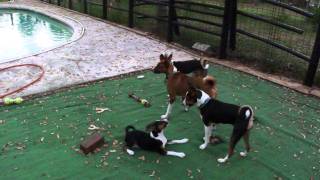 Super Basenjis at play [upl. by Eeral]