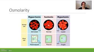 Membrane transport [upl. by Namlak]