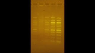 DIY Transilluminator for DNA gels [upl. by Anyat]