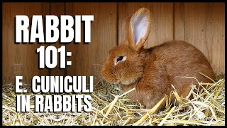 Rabbit 101 E Cuniculi in Rabbits [upl. by Aihsirt]