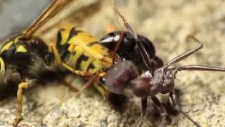 European Wasp Vs Bull Ant [upl. by Kuebbing]