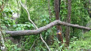 Buff Breasted Paradise Kingfisher nesting [upl. by Kier]