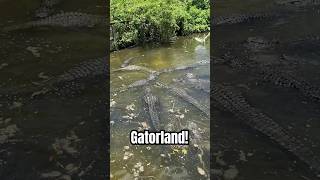 Feeding Alligators  Gatorland alligator gatorland wildlife florida [upl. by Nihs]