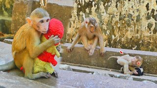 Two a b a n d o n e d monkeys are released at Bayon area one longtail amp another is pigtail [upl. by Meid]