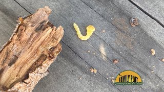 QampA – What are these borers They have killed 7 of my trees [upl. by Quitt730]