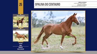 25 Opalina do Centauro [upl. by Matthaeus]