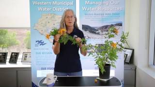 Westerns Plant Tips  Orange Jubilee Tecoma [upl. by Pren]