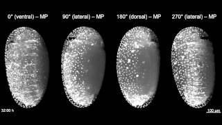 Imaging embryogenesis in the beetle Tribolium [upl. by Ellimac]