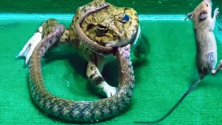 Amazing Asian Bullfrog Eats Big Snake And Mouse Asian Bullfrog Live Feeding [upl. by Sirmons641]