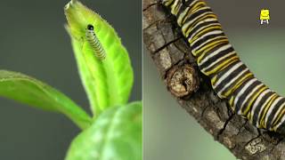 Lifecycle of InsectsHindi I कीटों का जीवनचक्र [upl. by Ennairej]