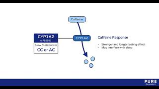 Caffeine Metabolism Trait  Pure Encapsulations [upl. by Colley598]