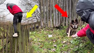 Climbing the fence to save the paralyzed dog he guards the abandoned house [upl. by Letty]