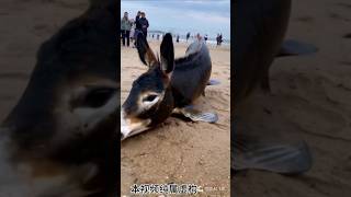 Horse Fish in ocean 😱 [upl. by Eannyl949]