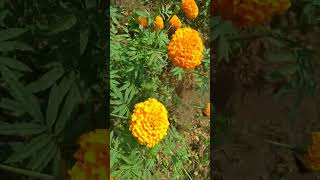 Beautiful flowers ❤️🌹🏵️ lovely  just ಫೀಲ್  The flower ಗಾರ್ಡನ್ viralvideo feelmyemotions [upl. by Ortensia]