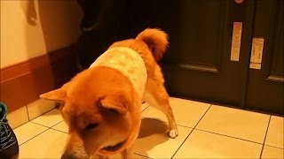 服を着ると落ち込み、脱ぐと荒ぶる柴犬クッキーさん 2 Shiba Inu Cookie falls [upl. by Ulah]