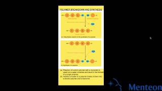 Synthesis and Breakdown of Polymers [upl. by Tali]