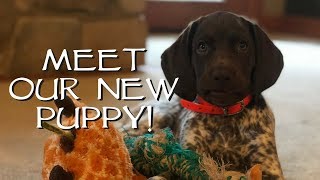 Introduce Your New Puppy To Your House  Upland Bird Dog Training [upl. by Rundgren]