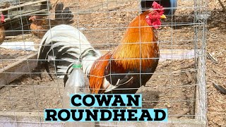 Cowan Roundhead and Chocolate Grey Gamefowl [upl. by Luehrmann]