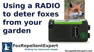 Can Radio 4 deter foxes from your garden [upl. by Noira]