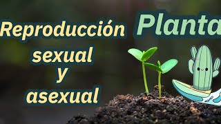 Cómo se reproducen las plantas sexual y asexual  explicación niños primaria [upl. by Aibun186]