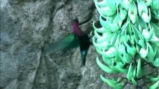 Purplethroated Carib Hummingbird at Papillote [upl. by Ardnos]