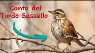 CantoRichiamo del Tordo Sassello [upl. by Ruomyes]