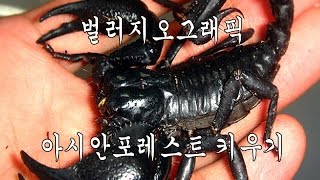 벌러지닷컴벌러지오그래픽아시안포레스트전갈 키우기 asian forest scolpion care guide [upl. by Lydell650]