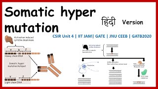 somatic hyper mutation in hindi GATB2020  CSIR NET IIT JAM GATE [upl. by Kucik]