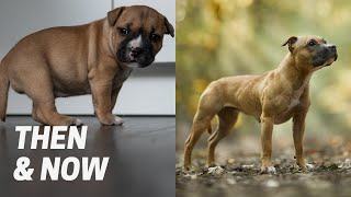 Staffordshire Bull Terrier Puppies One Year Later [upl. by Frederiksen]