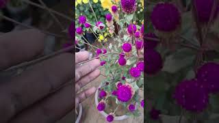 gomphrena globosa [upl. by Center]