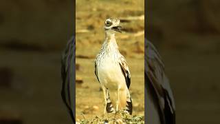 Bird Call  Indian Stone Curlew [upl. by Annohsak]