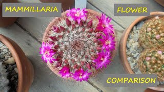 Mammillaria Flower Comparison 🌵🌵🌵 [upl. by Aliban]