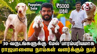 பாரம்பரியமாக ராஜபாளைய நாய்கள் வளர்க்கும் நபர்  Rajapalayam dogs for sale  Native Dog  Sky Media [upl. by Sitto]