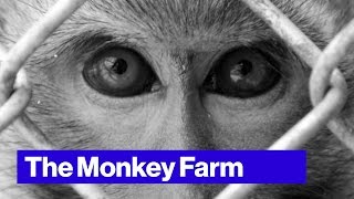 PETA Wants to Take Down This Florida Monkey Farm [upl. by Niriam]