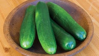 Learn all about growing Cucumbers [upl. by Macomber]