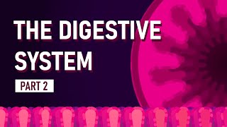 How We Absorb Nutrients  The Digestive System [upl. by Baptist119]