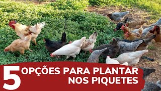 5 Opções de PLANTAS para os PIQUETES das GALINHAS [upl. by Eelsha714]