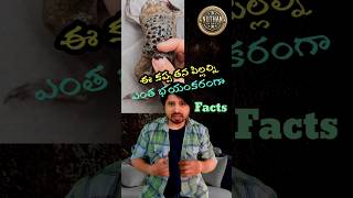 Fact About Surinam Toad I youtubeshorts shorts ytshots facts amazingfacts [upl. by Kerad]