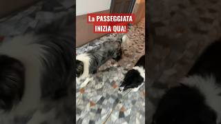 La PASSEGGIATA col CANE INIZIA da QUA dogtrainer addestramentocani dogtraining [upl. by Chui513]