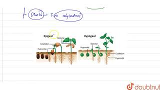 An albuminous seed showing hypogeal germination is [upl. by Ediva]